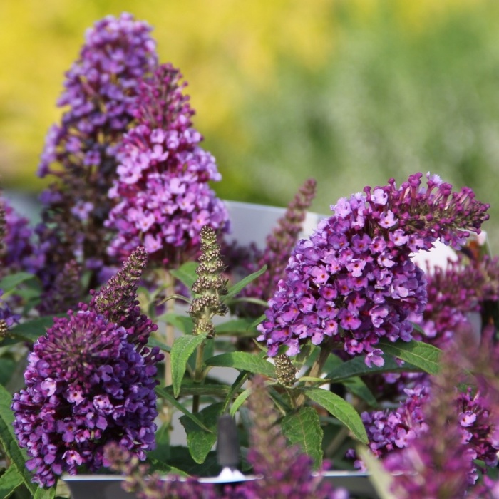 Keře okrasné květem - Komule Davidova Butterfly Candy® Little Purple květináč 3,4 litru