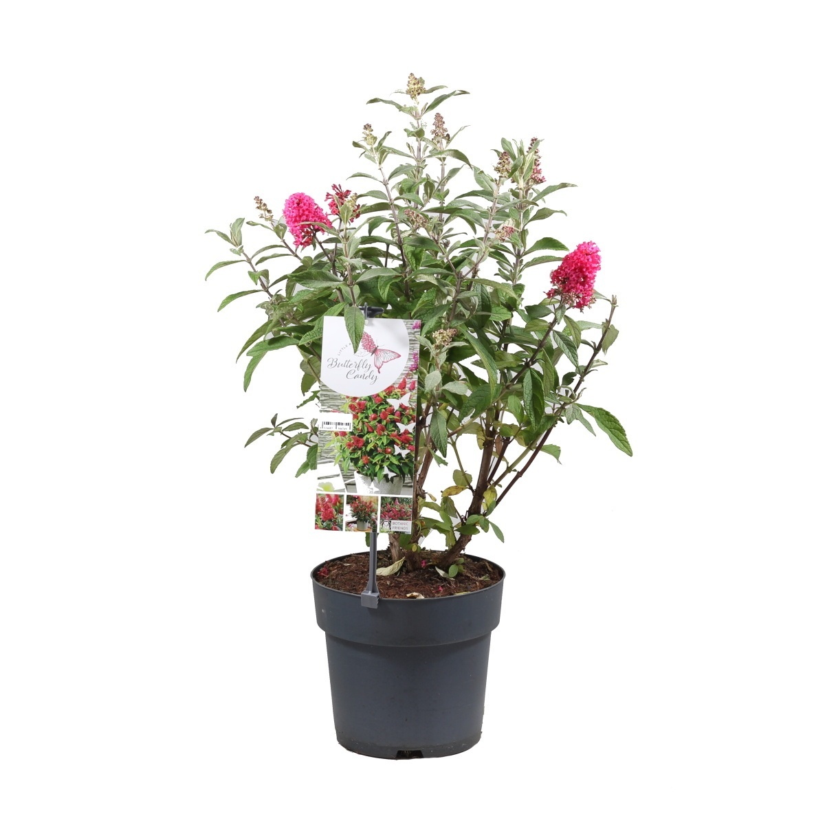 Keře okrasné květem - Komule Davidova  Butterfly Candy® Little Ruby květináč 3,4 litru