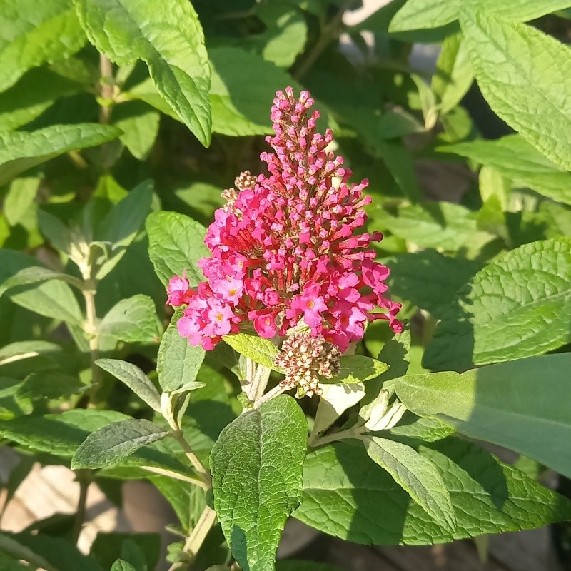 Komule Davidova  Butterfly Candy® Little Ruby květináč 3,4 litru-0