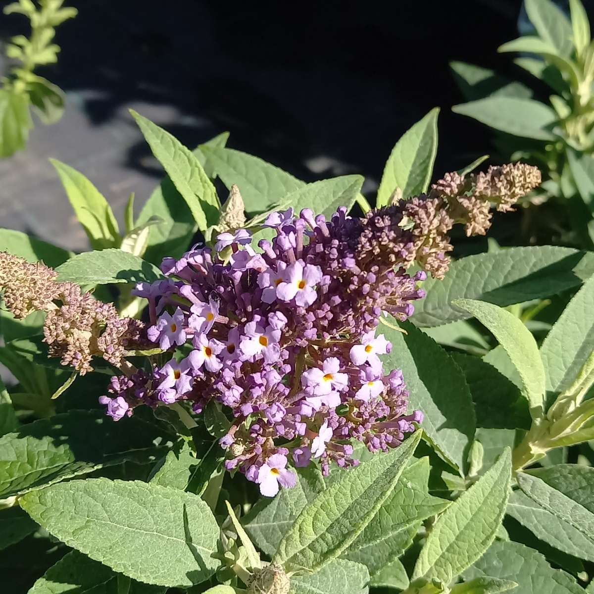 Keře okrasné květem - Komule Davidova Butterfly Candy Little Sweet květináč 2,5 litru