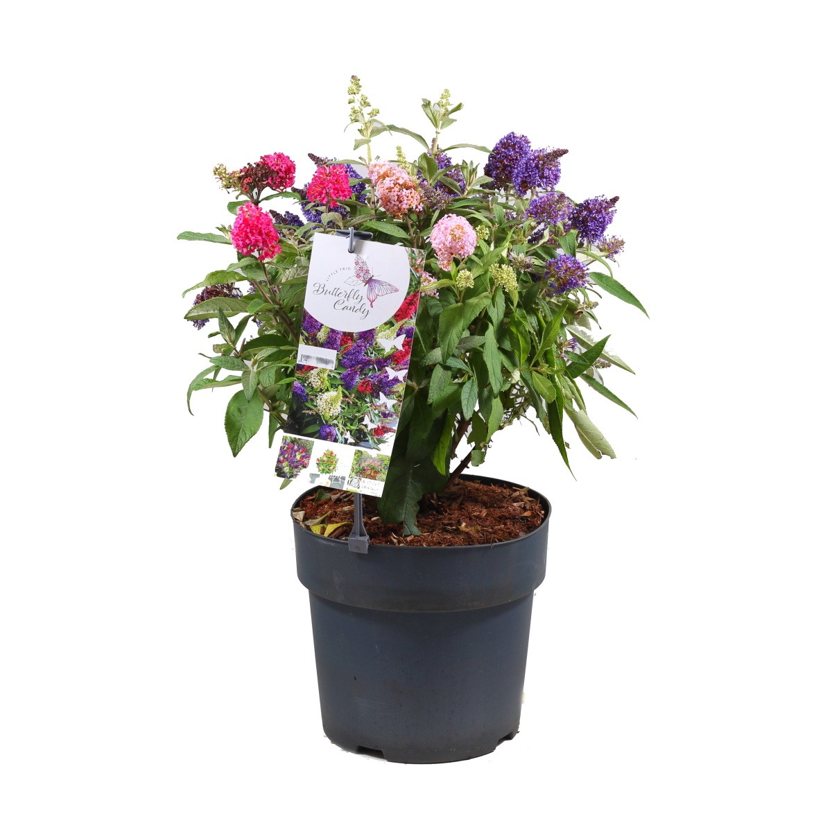 Rostliny - Komule Davidova Butterfly Candy® Trio květináč 6 litrů