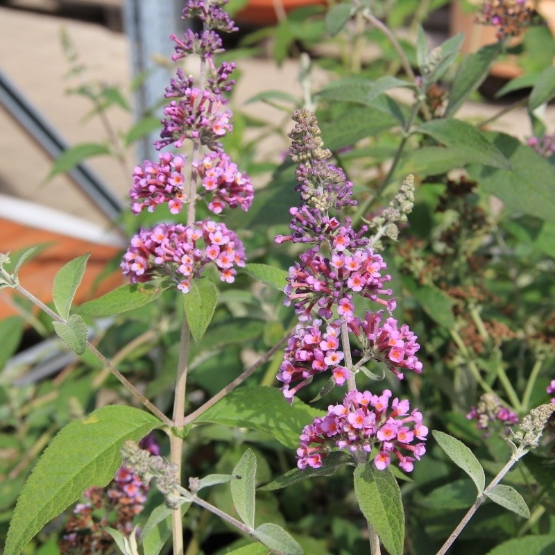 Keře okrasné květem - Komule Davidova 'Flower Power' květináč 2,5 litru, výška 40/60cm, keř