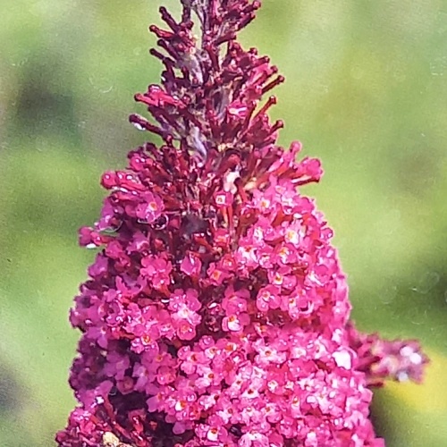 Keře okrasné květem - Komule Davidova 'Funky Fuchsia' 3,5 litru