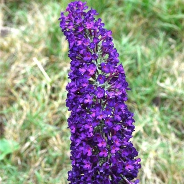 Keře okrasné květem - Komule Davidova Groovy Grape® květináč 3,5 llitru