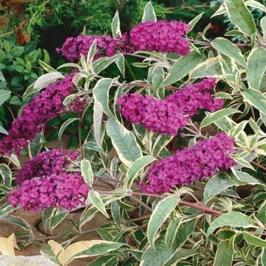 Keře okrasné květem - Komule Davidova 'Harlequin' květináč 2,5 litru, výška 40/60cm, keř