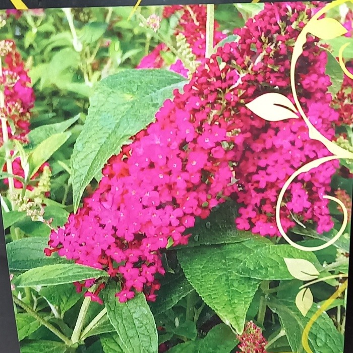 Rostliny - Komule Davidova 'Miss Molly' květináč 4,6 litru