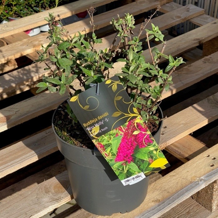 Komule Davidova 'Miss Molly' květináč 4,6 litru-0