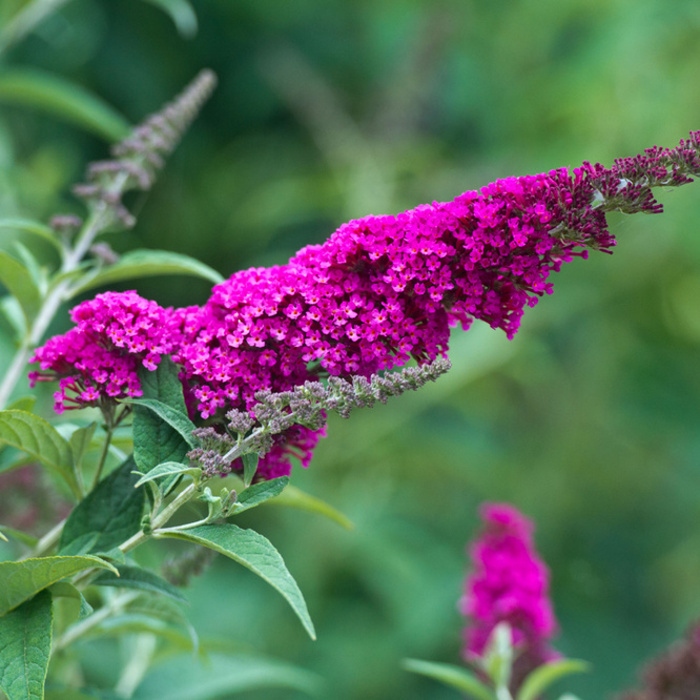 Keře okrasné květem - Komule Davidova 'Miss Ruby' květináč 3 litry