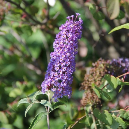 Keře okrasné květem - Komule Davidova 'Nanho Blue' 2 litry