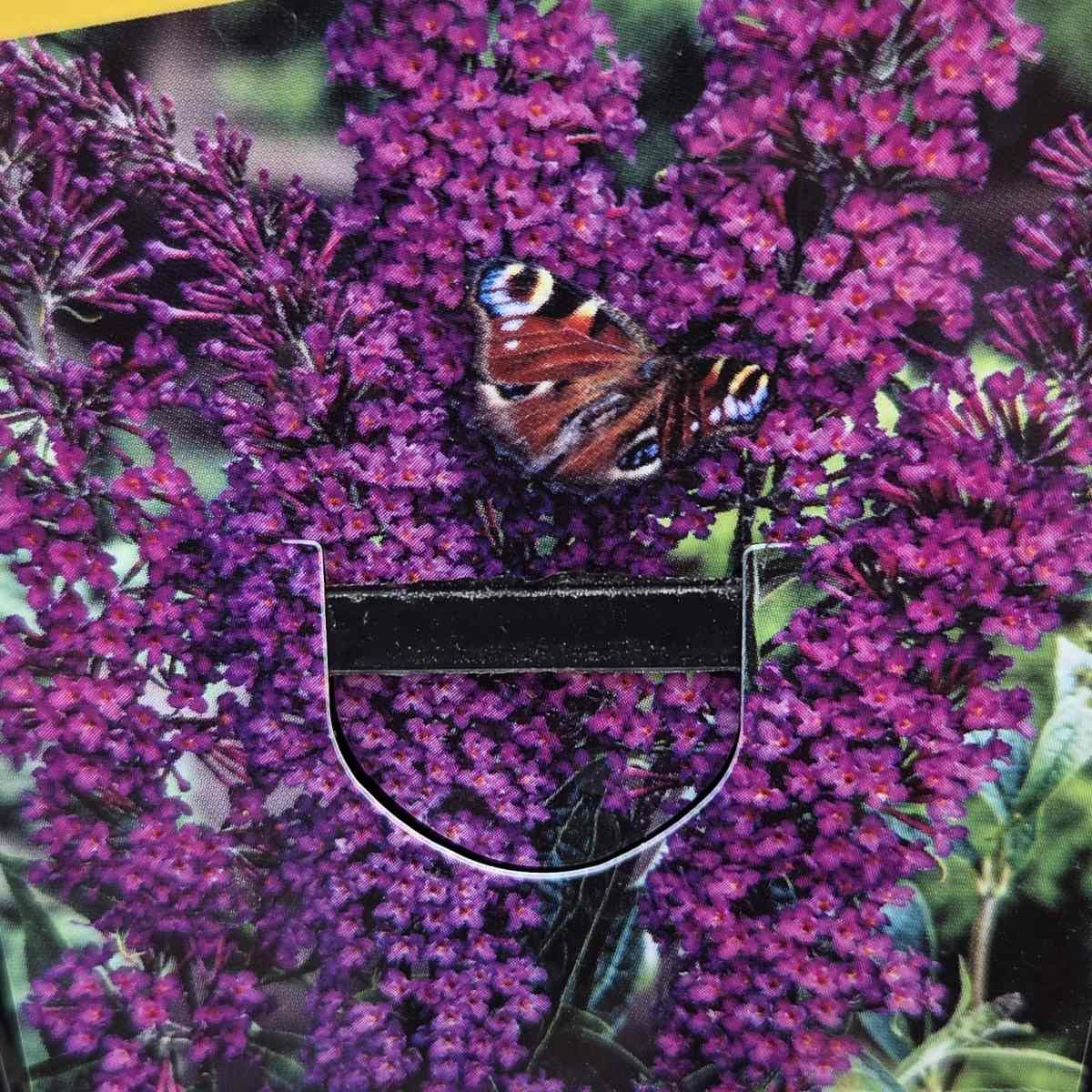 Keře okrasné květem - Komule davidova Nanho Purple výška 40cm,květináč 1,4 litru