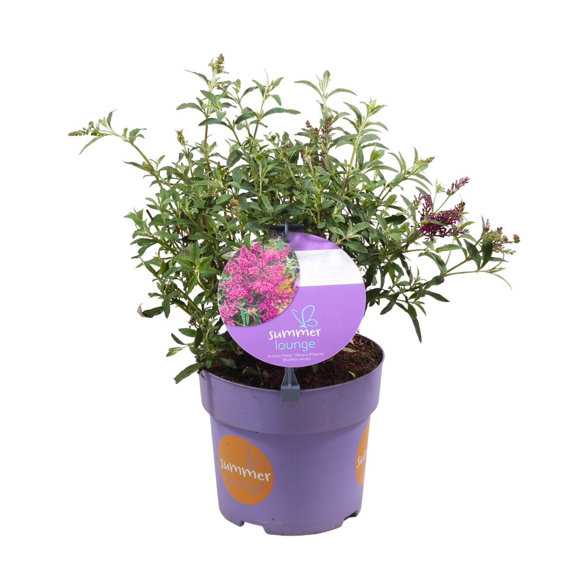 Keře okrasné květem - Komule davidova Octopus Magenta keř, 2,3 litru