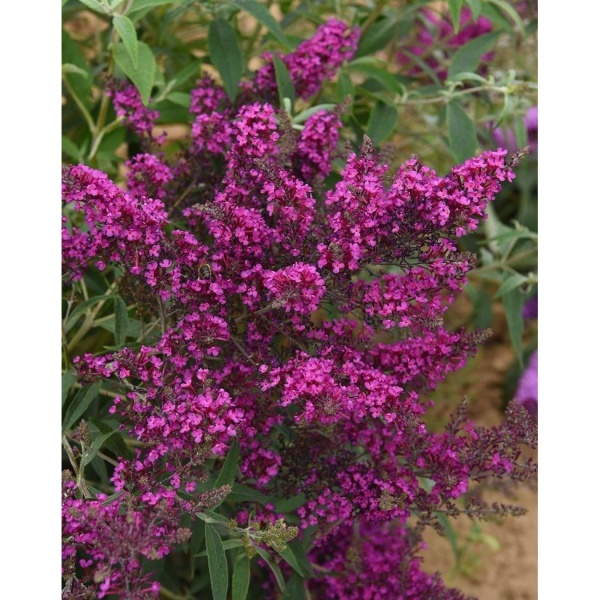 Komule davidova Octopus Magenta keř, 2,3 litru-0