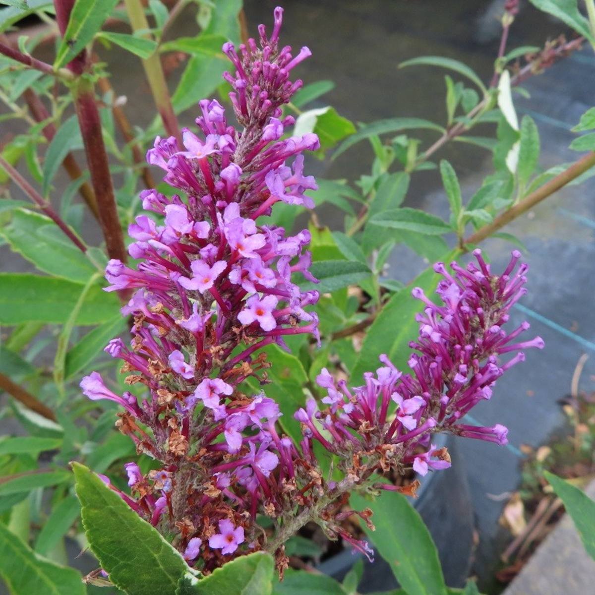 Keře okrasné květem - Komule Davidova Peacock výška 20/30cm, květináč 2,5 litru