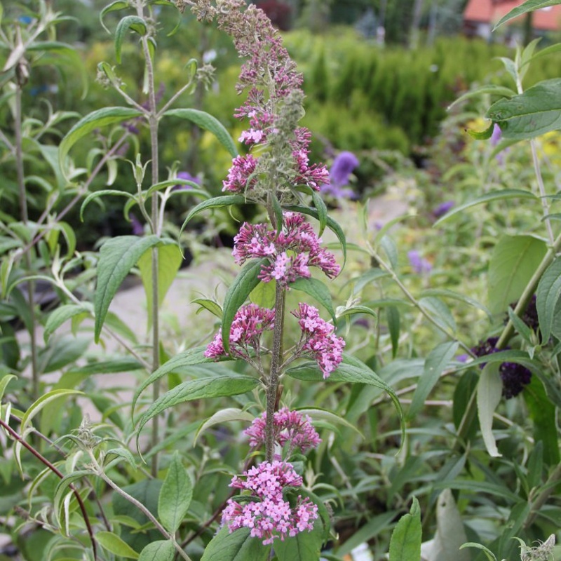 Keře okrasné květem - Komule Davidova 'Pink Beauty' květináč 2,5 litru, výška 20/30cm, keř