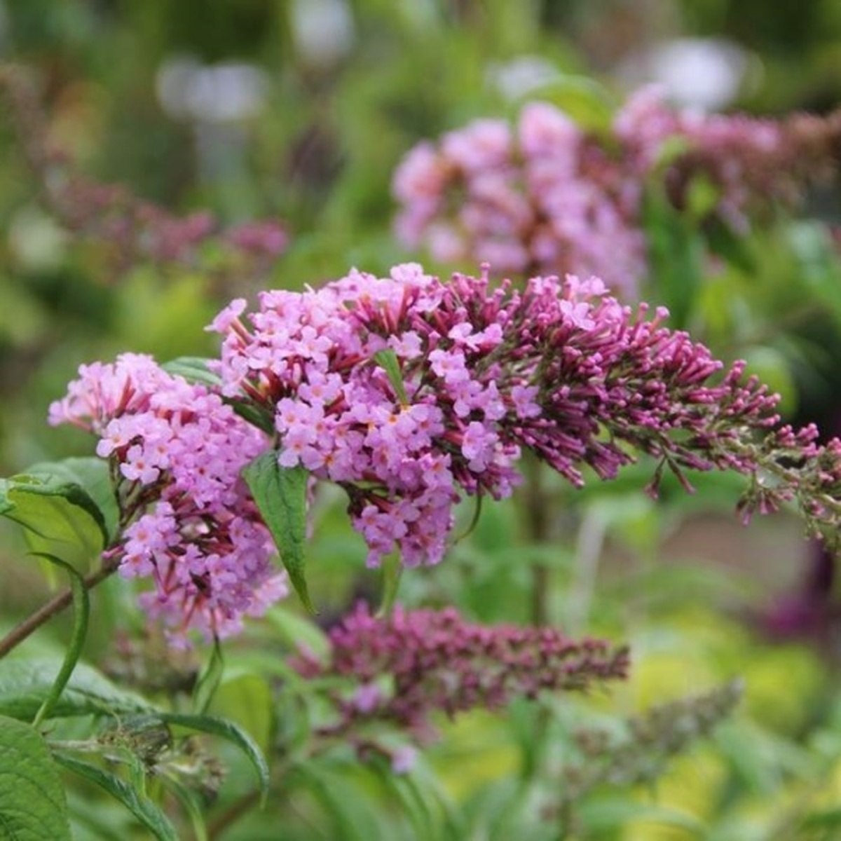 Keře okrasné květem - Komule Davidova Pink Delight květináč 1,4 litru