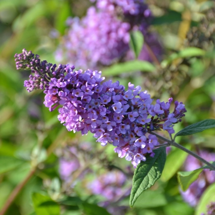 Keře okrasné květem - Komule Davidova Poquito® 'Lavender Cupcake'® květináč 4,5 litru