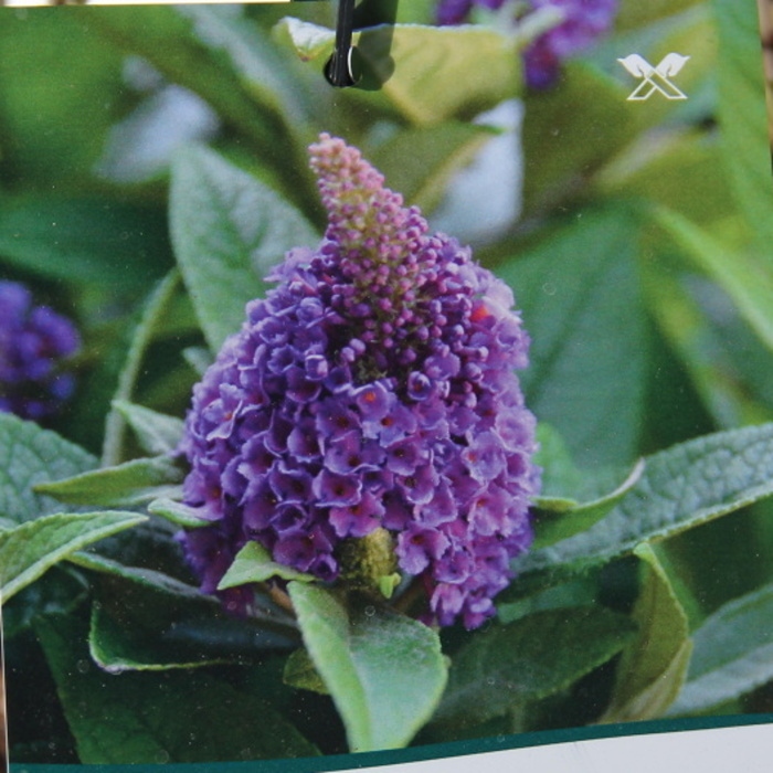 Keře okrasné květem - Komule Davidova Poquito 'Violet Copper' květináč 4,5 litru