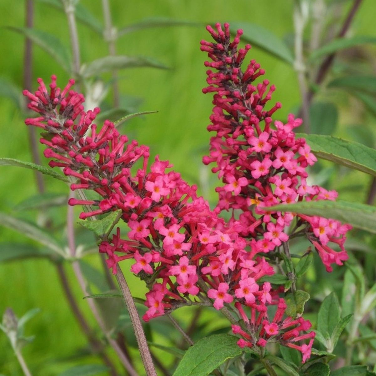 Komule davidova Prince Charming květináč 4,6 litru-0