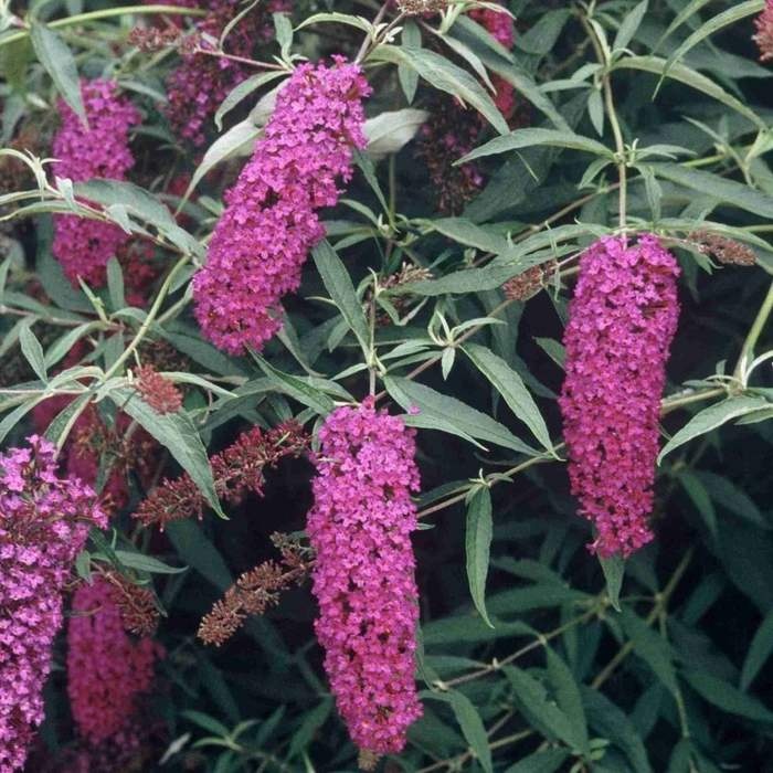 Keře okrasné květem - Komule Davidova Royal Red květináč 1,4 litru