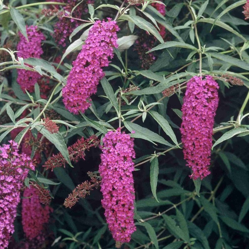 Keře okrasné květem - Komule Davidova Royal Red květináč 2,5 litru, výška 20/30cm, keř