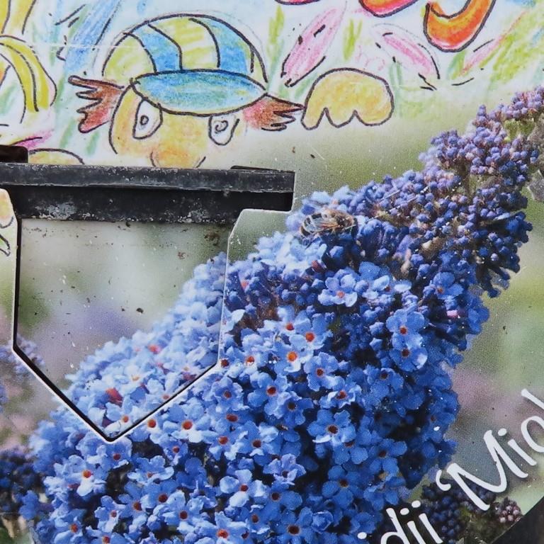 Keře okrasné květem - Komule Davidova 'Summer Kids' květináč 5 litrů, výška 40/60cm, keř