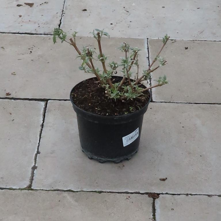 Komule Davidova 'Summer Kids' květináč 5 litrů, výška 40/60cm, keř-0