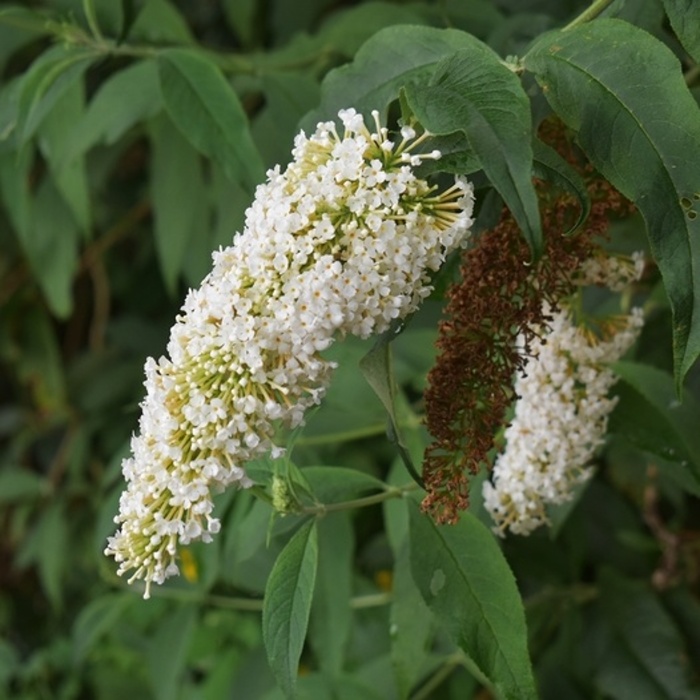 Keře okrasné květem - Komule Davidova White Profusion květináč 1,4 litru
