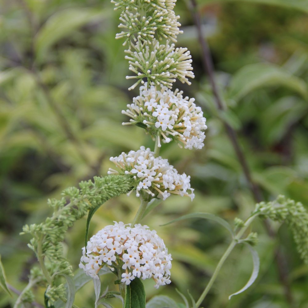 Keře okrasné květem - Komule Davidova White Profusion květináč 2,5 litru, výška 20/30cm, keř