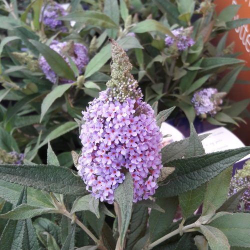 Keře okrasné květem - Komule 'Summer Lounge'® Blue Sarah květináč 5 litrů, výška 40/60cm, keř