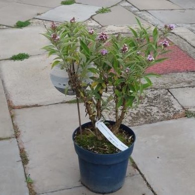 Komule 'Summer Lounge'® Blue Sarah květináč 5 litrů, výška 40/60cm, keř-0