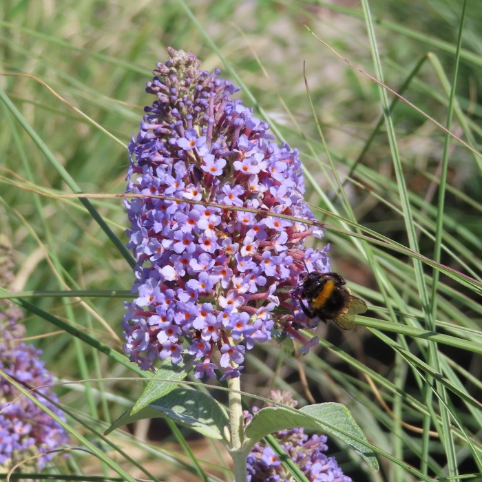 Rostliny - Komule 'Summer Lounge'® Lilac Turtle květináč 5 litrů, výška 40/60cm, keř