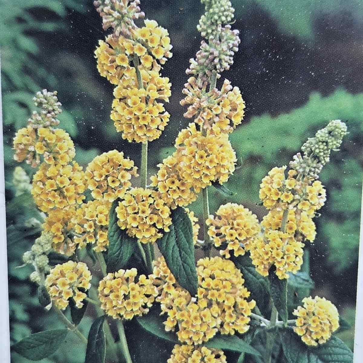 Keře okrasné květem - Komule Sungold výška 20/30cm, květináč 2,5 litru