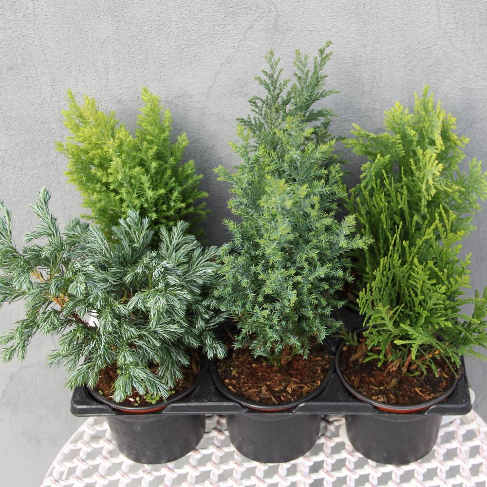 Rostliny - Konifery 6-pack