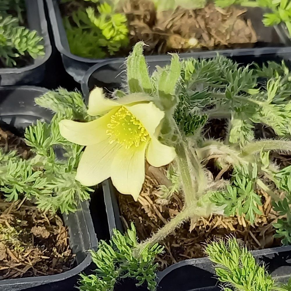 Skalničky - Koniklec Lutea 9cm