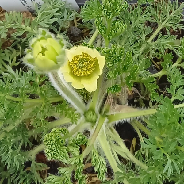 Koniklec Lutea 9cm-0