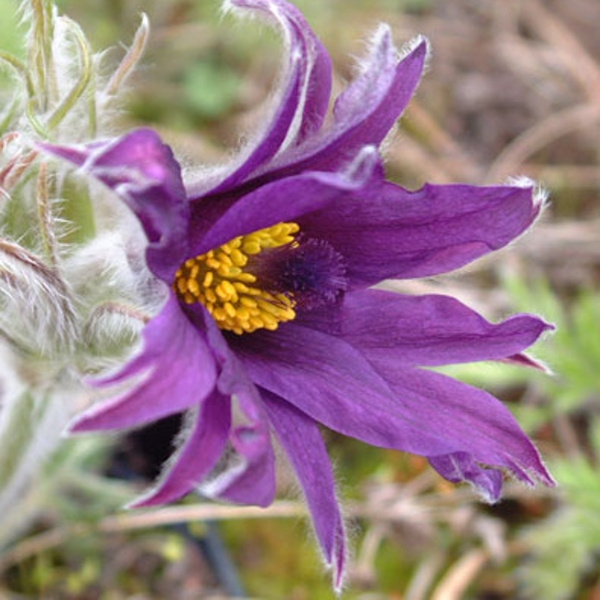 Skalničky - Koniklec Papageno 9cm