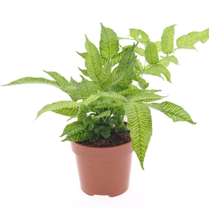 Okrasné pokojové rostliny - Koniograme MIX květináč 12cm