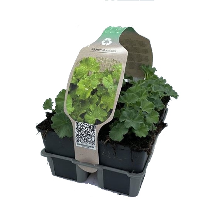 Vlhkomilné - Kontryhel měkký 6pack