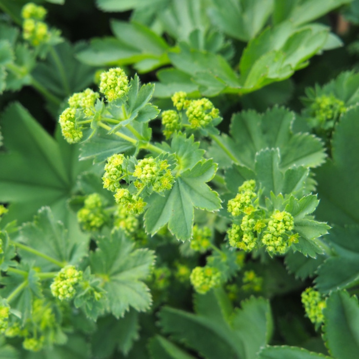 Vlhkomilné - Kontryhel měkký Auslese květináč 12cm