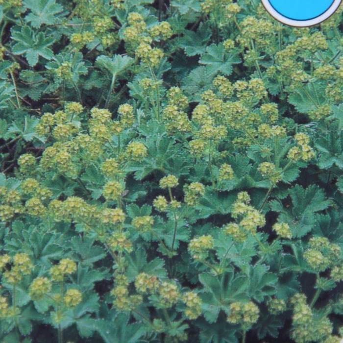 Vlhkomilné - Kontryhel měkký Irish Silk květináč 9cm