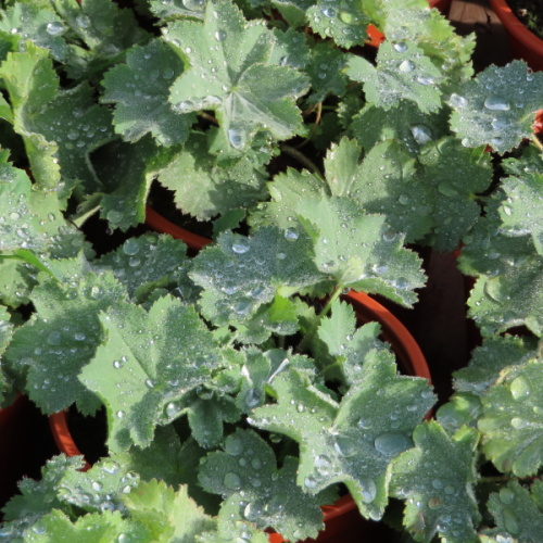 Vlhkomilné - Kontryhel měkký 'Thriller' Květináč 12cm