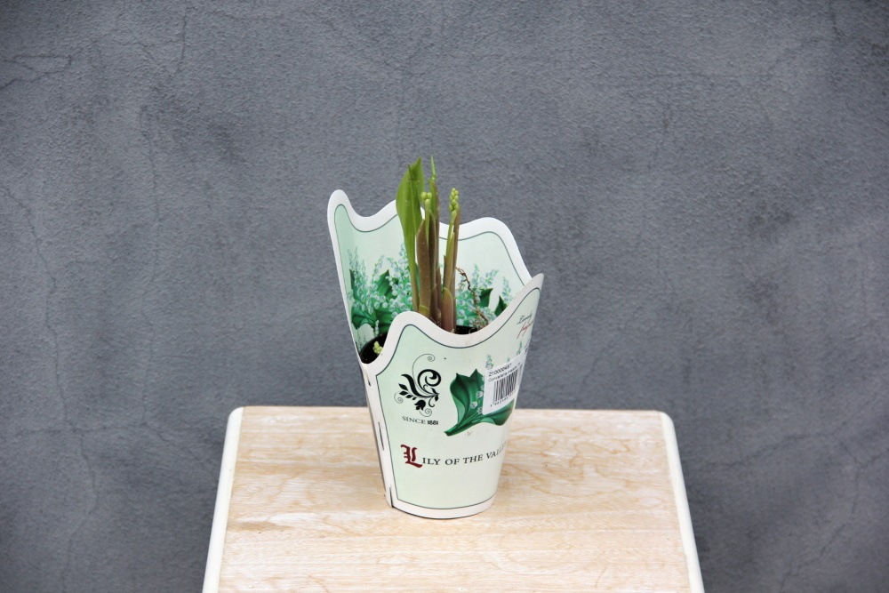 Rychlené cibuloviny - Konvalinka vonná 9cm