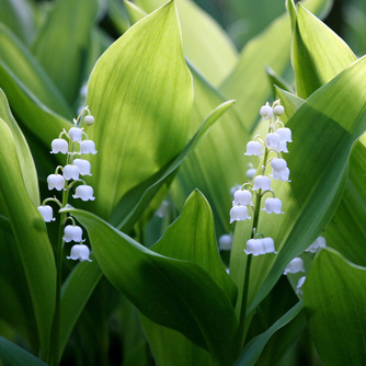 Konvalinka vonná 9cm-0