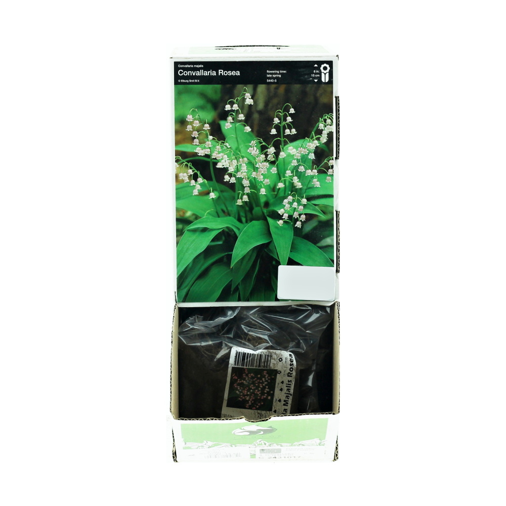 Ostatní jarní cibuloviny - Konvalinka vonná Rosea 1ks