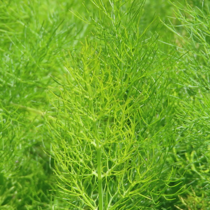 Bylinky - Kopr vonný 'Ella' 12cm