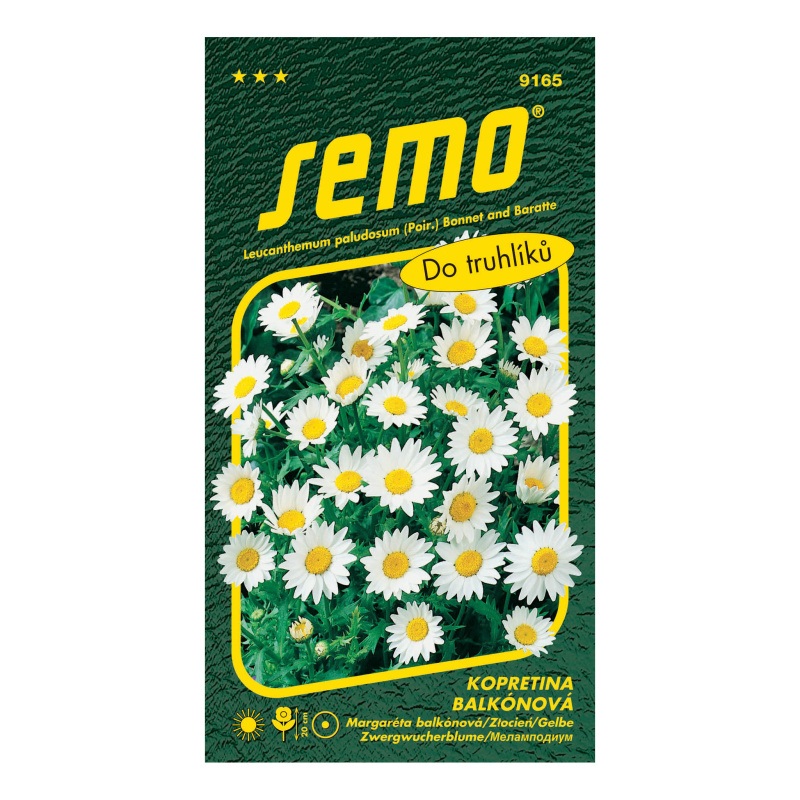 Kopretina balkonová Sněhurka-0