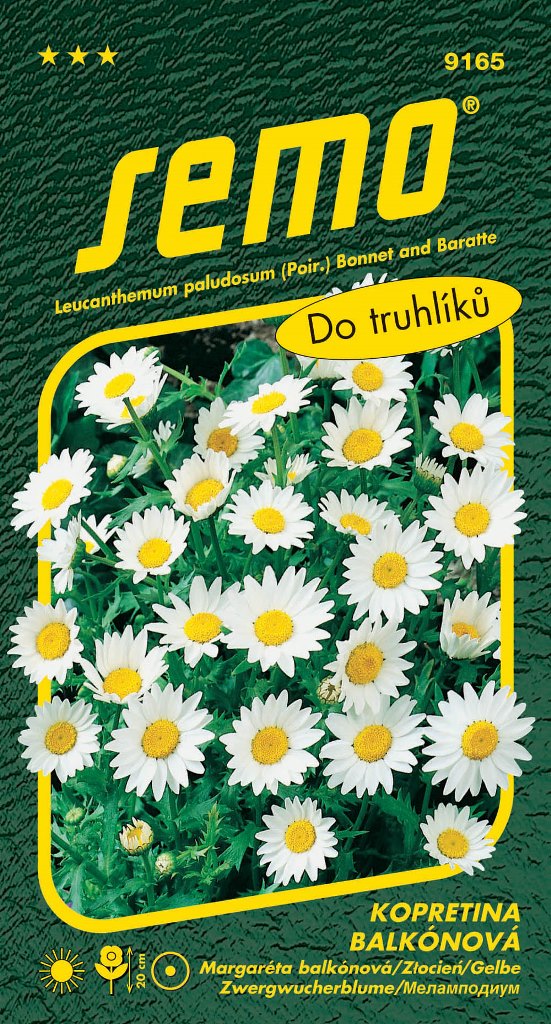 Osivo letniček - Kopretina balkonová Sněhurka