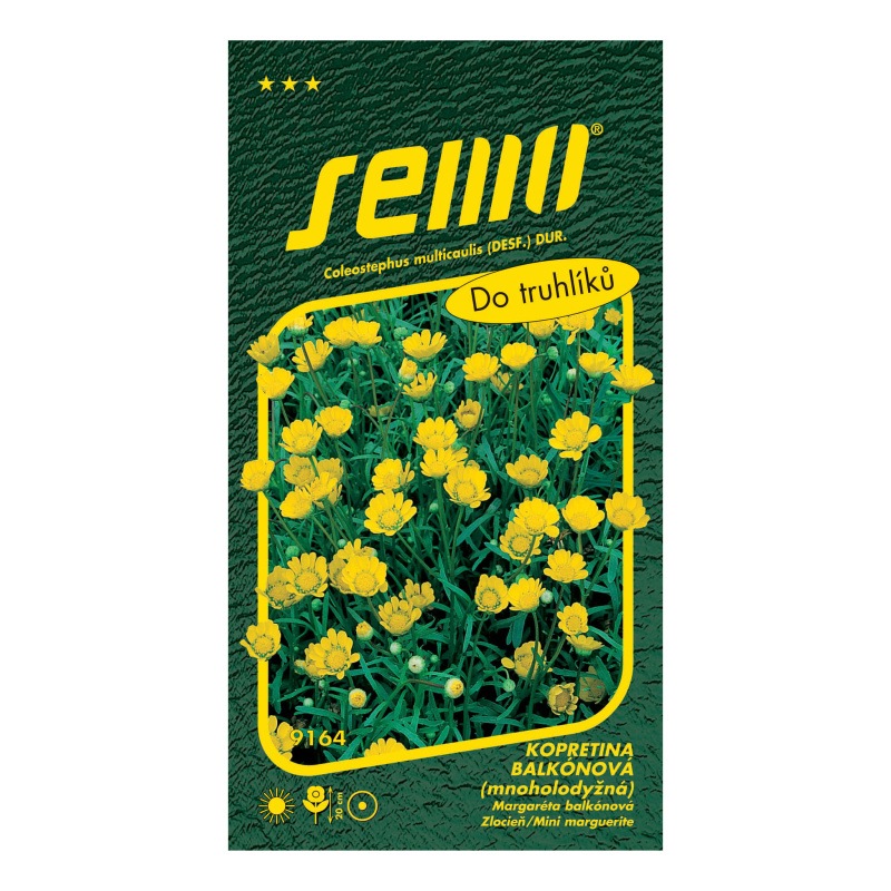 Kopretina balkonová Zlatovláska-0