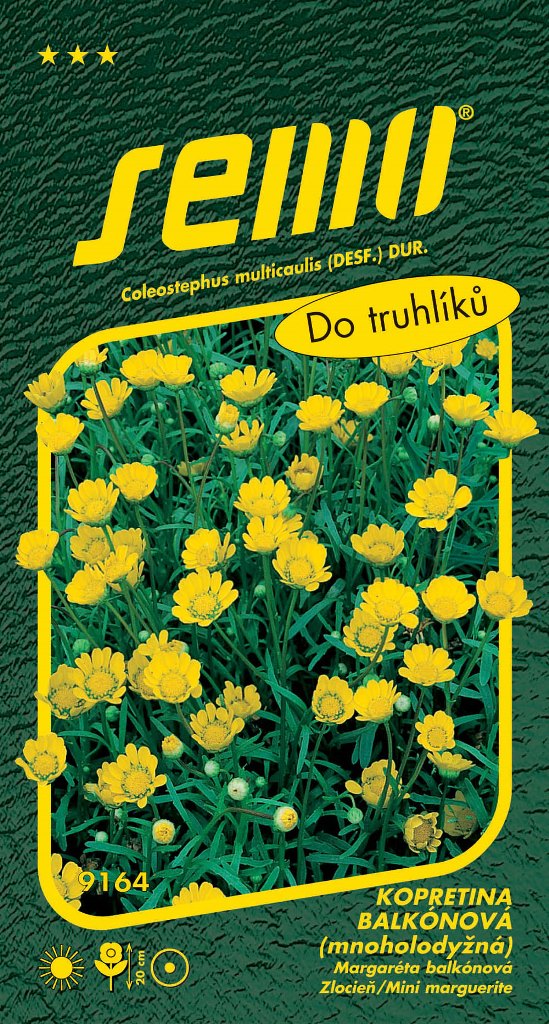 Osivo letniček - Kopretina balkonová Zlatovláska