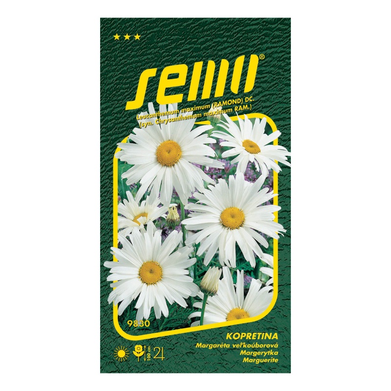 Kopretina bílá Shasta Daisy-0